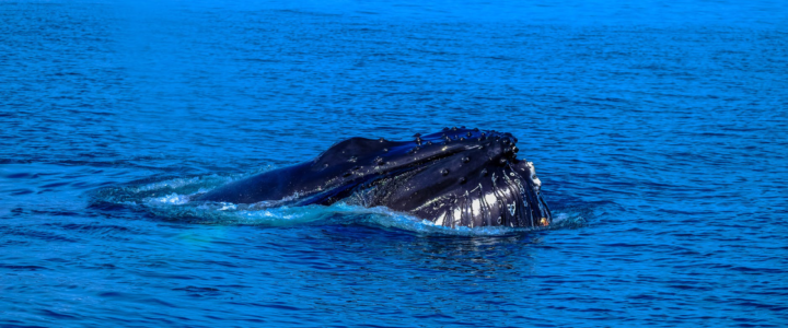 The Wonderful Whale Watching Experience in Cabo San Lucas!