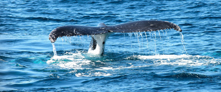 The Best Time to Go Whale Watching in Cabo San Lucas