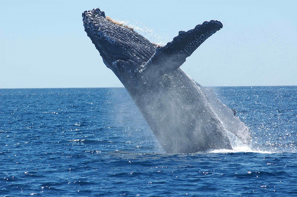 Humpback Whales