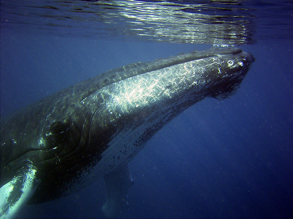 Gray Whale