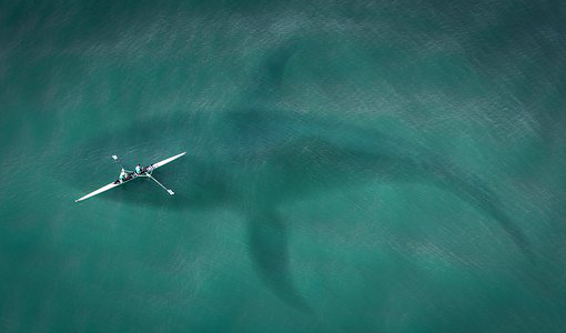 The Best Time to Go White Shark Watching in Cabo San Lucas