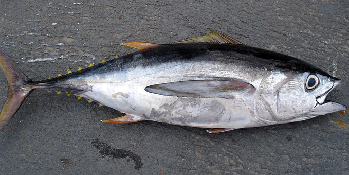 Yellow Fin Tuna Fishing 