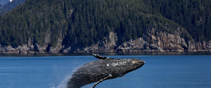 Charter a Luxury Yacht to Enjoy Whale Watching Season in Cabo