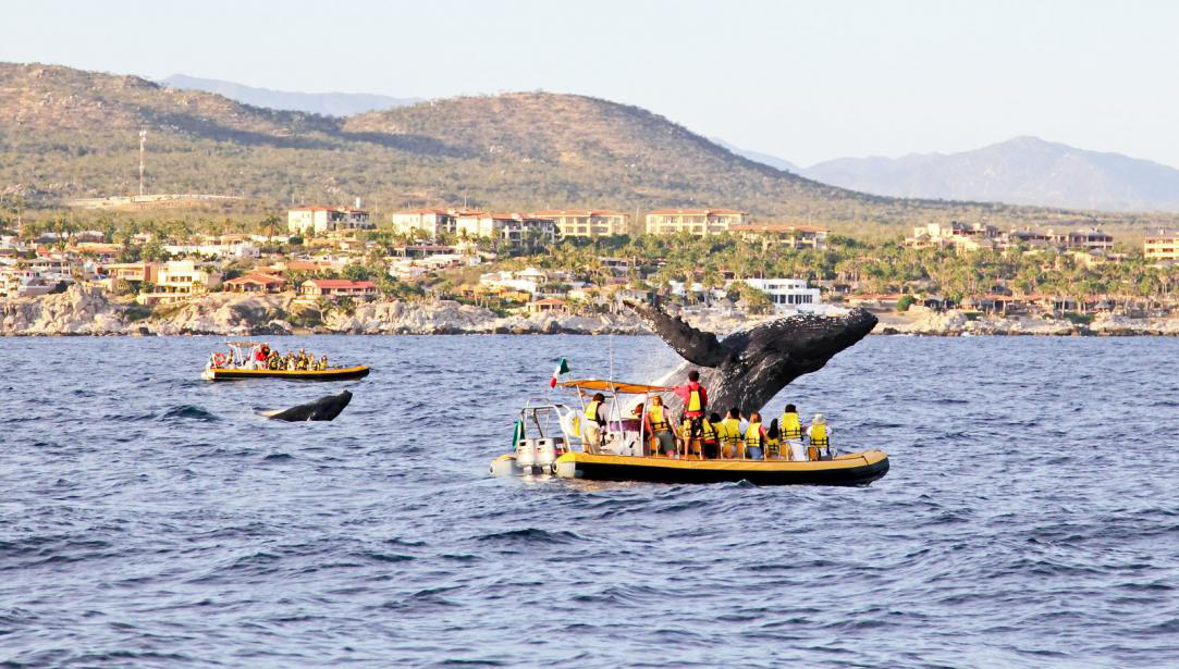 swim with Humpback whales