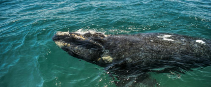 6 Tips  For A Great Whale Watching Experience In Cabo