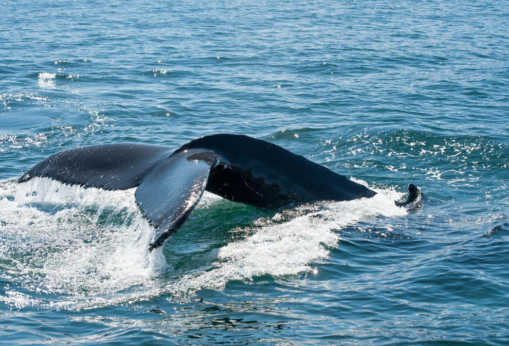 Humpback Whales