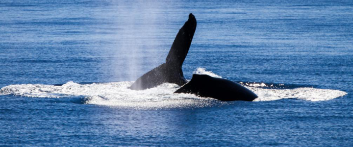 Humpback and Gray Whales: Say Hi To The Majestic Giants in Cabo