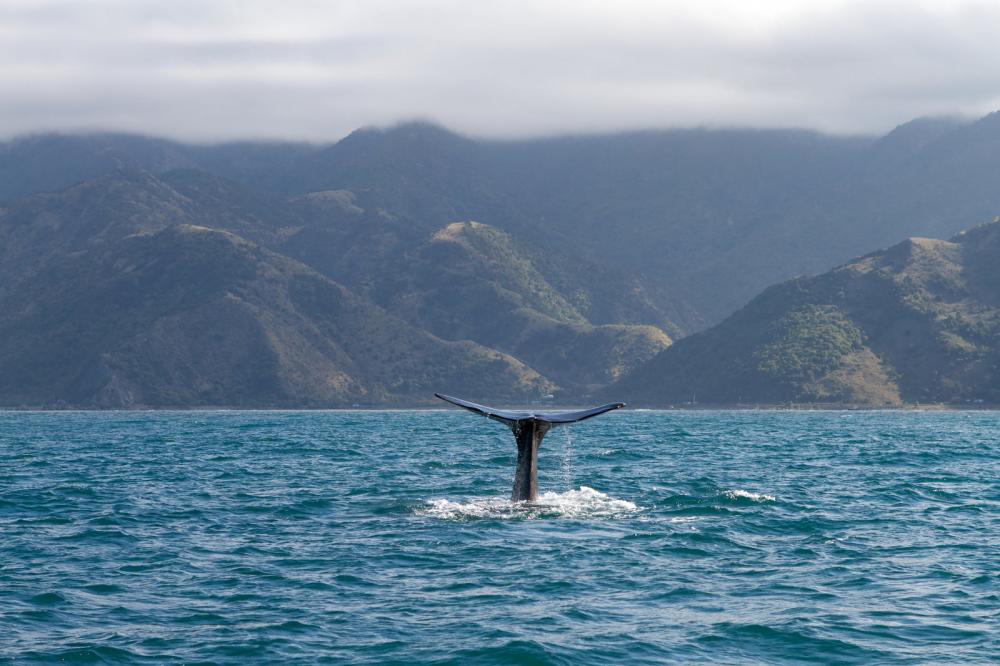 websites of whale watching tours