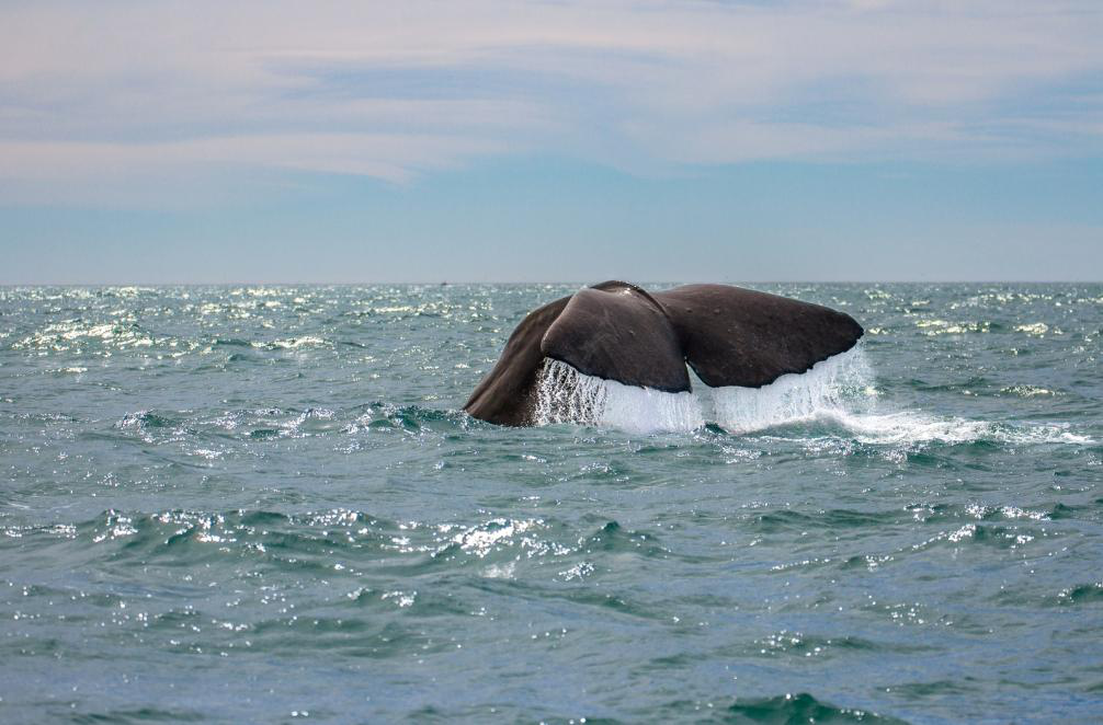 Watch the whales from a few feet distance