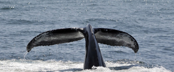 The Best Season to Spot Humpback Whales in Cabo