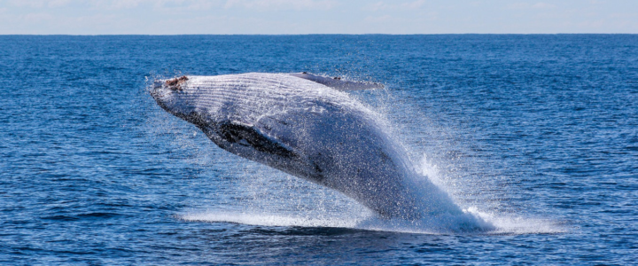 The Hidden Benefits of Responsible Whale Watching in Cabo San Lucas