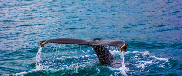 4 Things You Should Know When Whale Watching