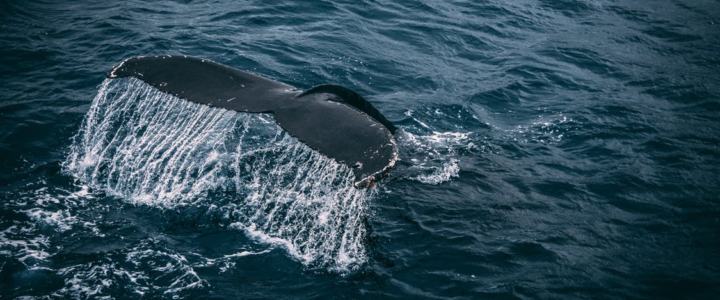 Saving the Ecosystem: 3 Good Reasons to Protect Whales