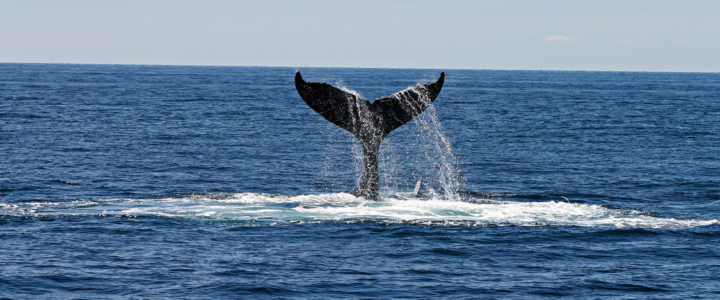 Know the Facts—Some Things to Know Before You Go Whale Watching