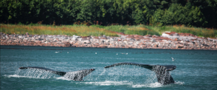 ‘3’ Reasons Why Cabo San Lucas Is One Of The World’s Best Whale Watching Destinations