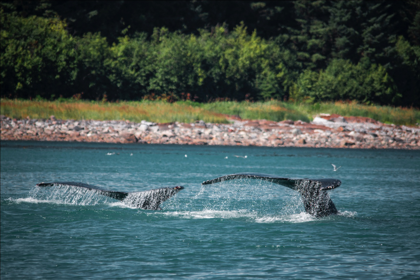 Cabo San Lucas Is One Of The World’s Best Whale Watching Destinations