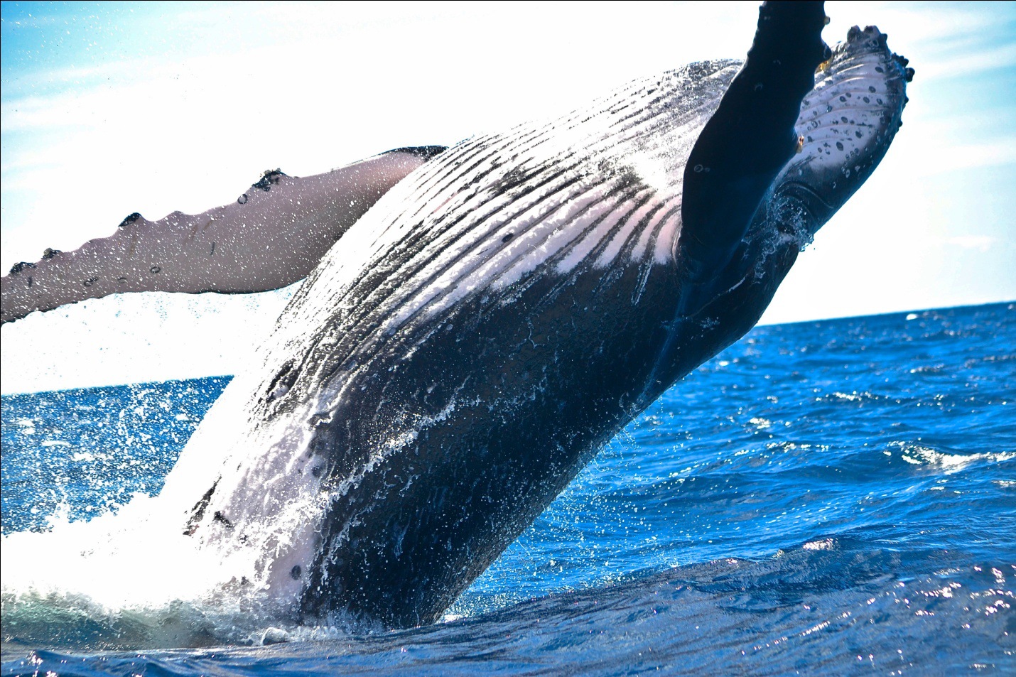 Mighty Humpback Whale