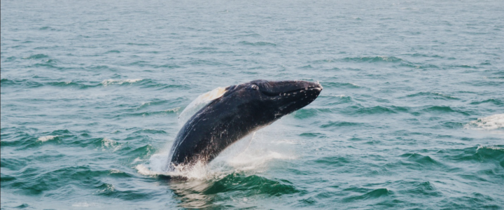 Whale, Whale, Whale, Are You Ready For A Whale Watching Adventure?