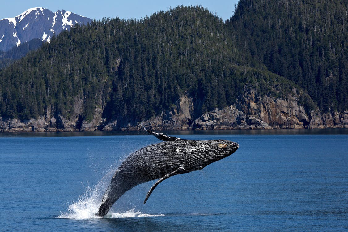 Whale watching tour 