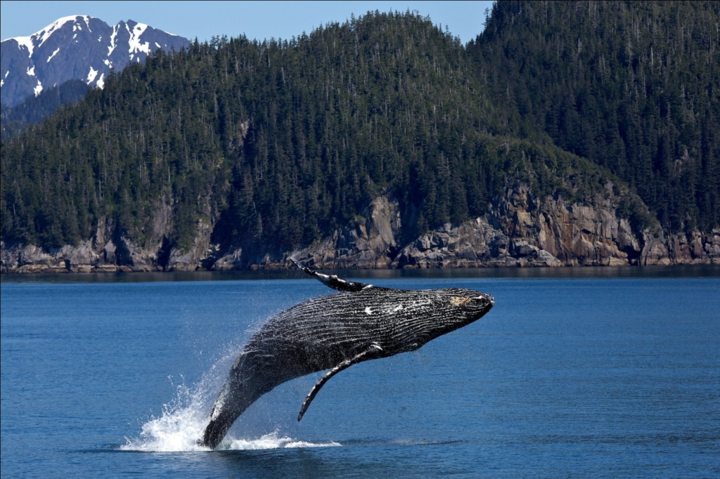 Capture Your Whale Watching Adventure On Camera – 4 Whale Watching