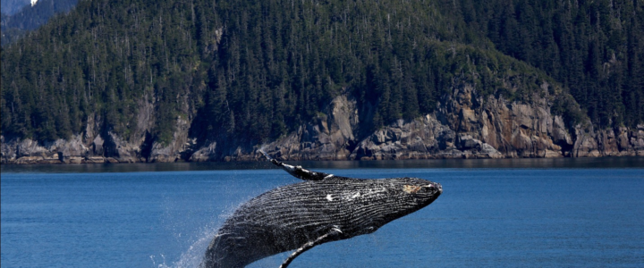 Capture Your Whale Watching Adventure On Camera – 4 Whale Watching Photography Tips