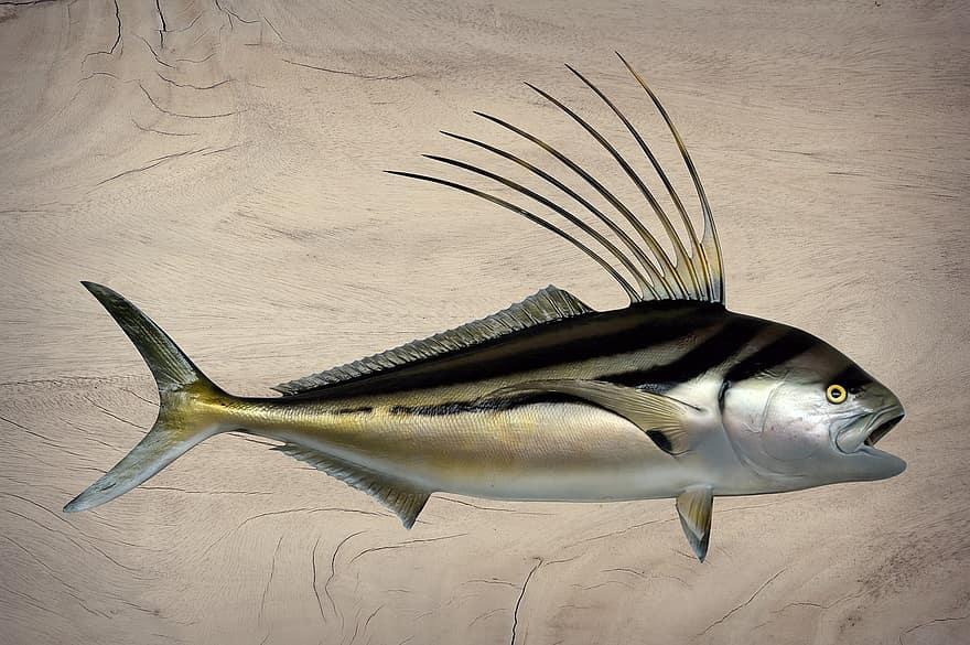 Roosterfish, famous for its flavor among seafood lovers.