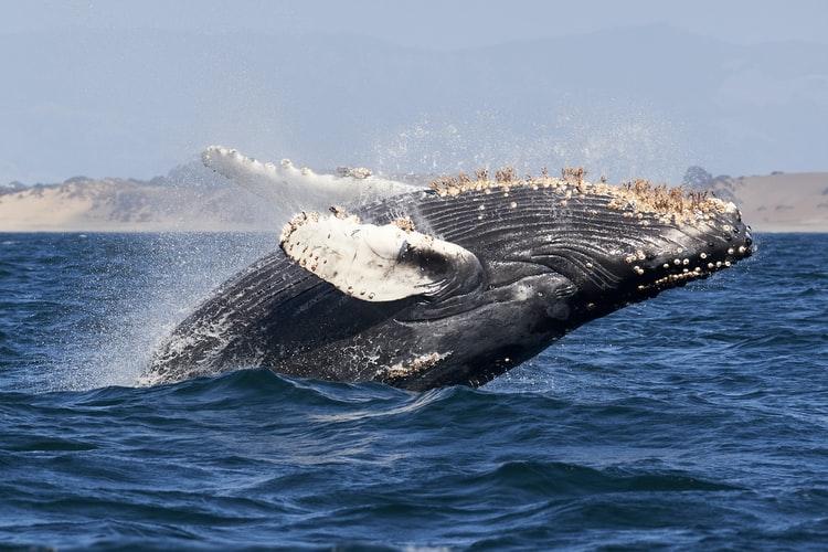 whale in the sea