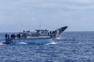 people watching whales on a boat