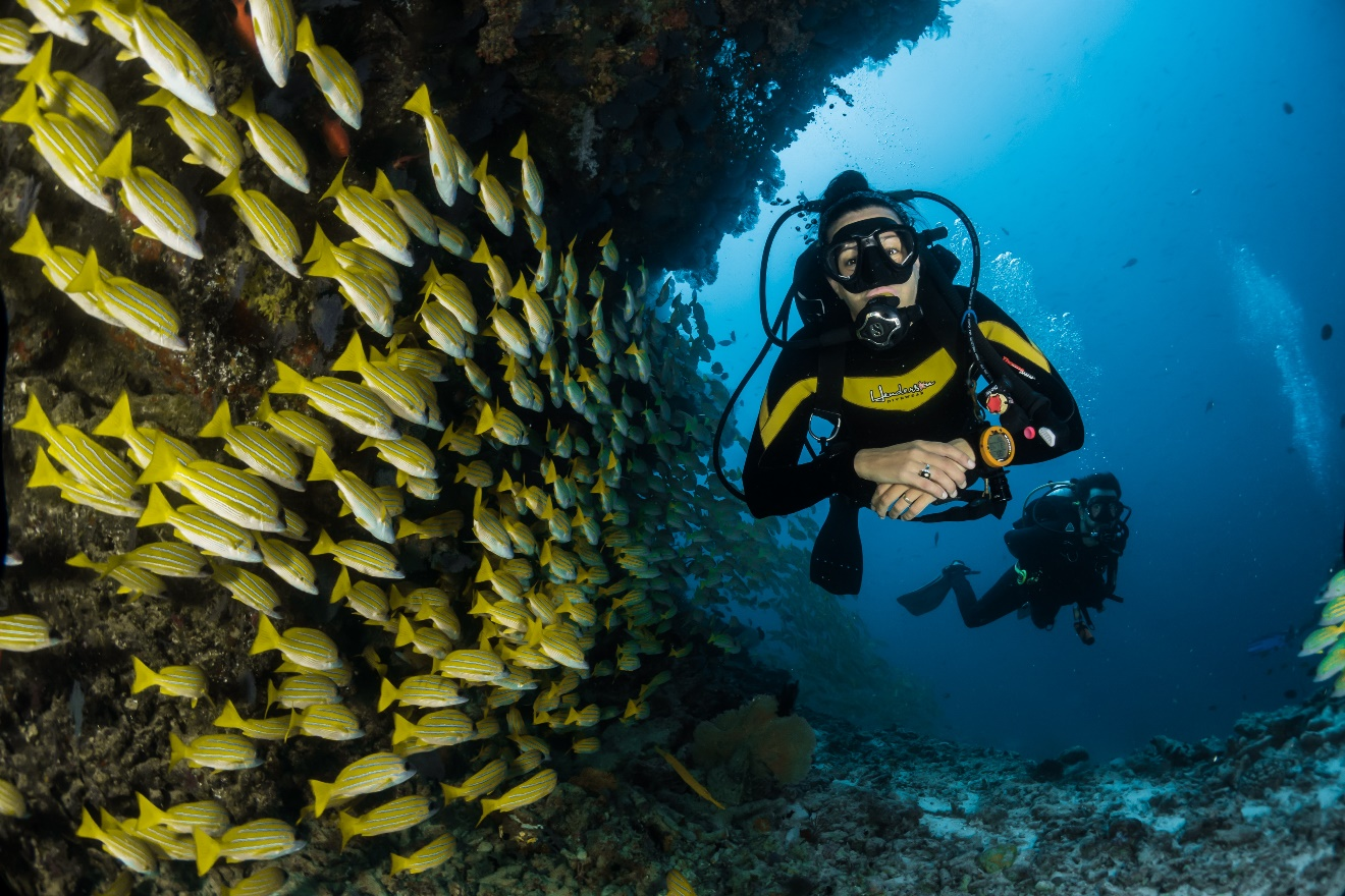 A couple of scuba divers swimming beside a shoal