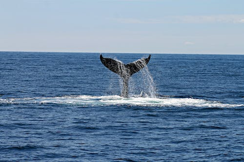A whale's tail after a dive