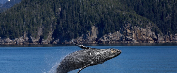 What To Expect From A Whale Watching Tour!