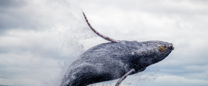 Whale Watching In Los Cabos & La Ribera