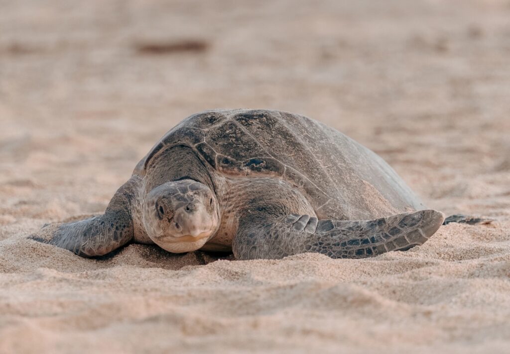 Preserving the Legacy: The Successful Sea Turtle Conservation in Cabo San Lucas