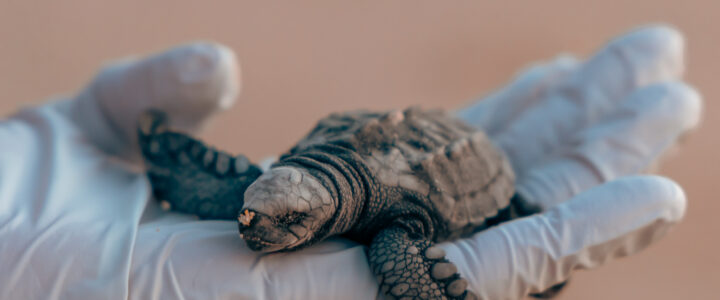 Preserving the Legacy: The Successful Sea Turtle Conservation in Cabo San Lucas