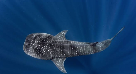 Swimming with Whale Sharks in La Paz, Baja California Sur