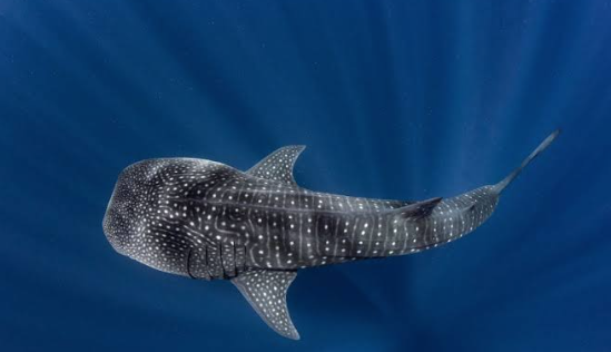 Swimming with Whale Sharks in La Paz, Baja California Sur