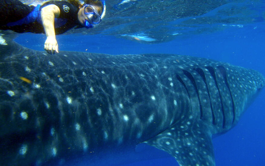 Swimming with Whale Sharks in La Paz